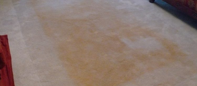 Yellow Stains On Your Carpet Under An, How To Remove Yellow Rug Stains From Vinyl Flooring